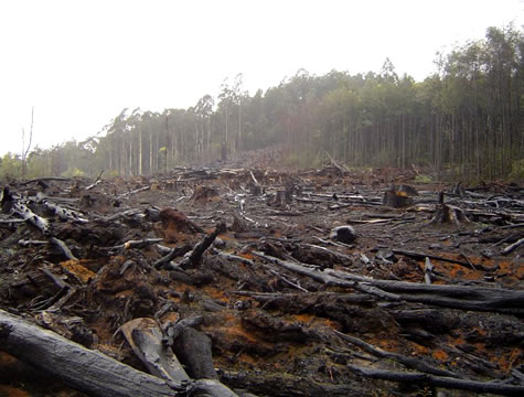 Deforestation image.